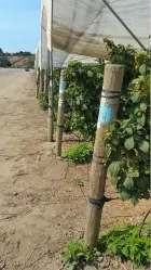 4 – 5 x 8 Oregon LPP CCA Treatment for Berry Farm End Post